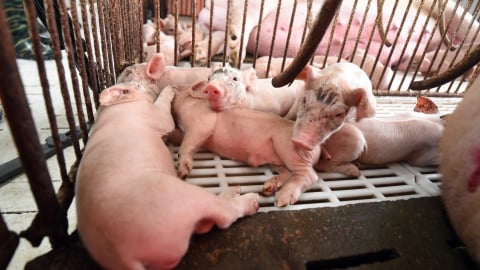 Thị trường thịt heo Việt Nam: Những ông lớn nào đang chia miếng bánh tỷ đô?
