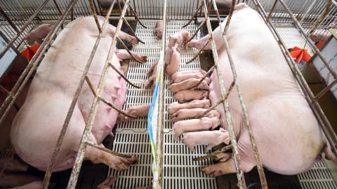 Doanh nghiệp chăn nuôi heo thắng lớn
