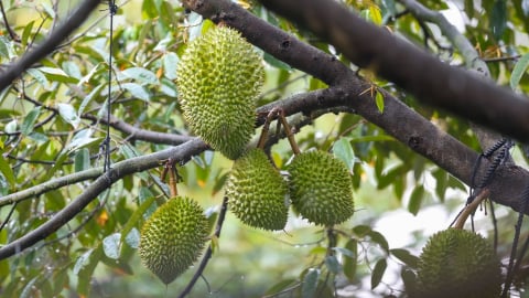 Sầu riêng được chuẩn hóa quy trình kiểm soát an toàn thực phẩm