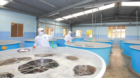 Gói tín dụng cho lĩnh vực lâm sản, thủy sản có thể vượt 10.000 tỷ đồng
