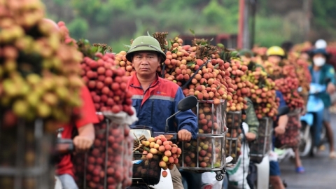 Mỏ vàng của Bắc Giang