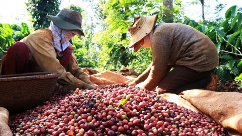 Thúc đẩy xuất khẩu nông sản sang Vương quốc Anh