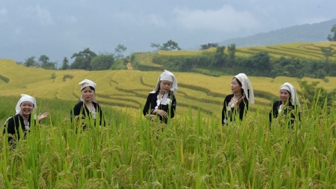 Mây bay lảng bảng trên “Mùa vàng Hồng Thái”