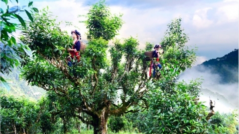 Bảo hộ chỉ dẫn địa lý “Suối Giàng Văn Chấn” cho sản phẩm chè Shan tuyết