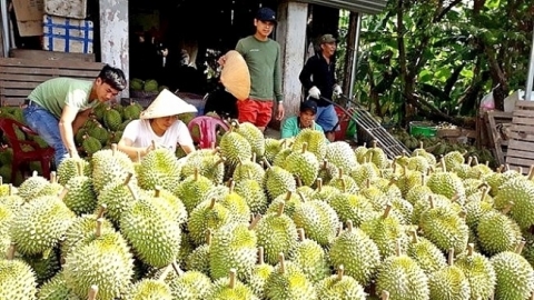 Trồng sầu riêng tự phát – Một cách “giết chết” chỉ dẫn địa lý cà phê Buôn Ma Thuột