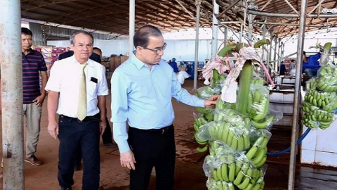 Hoàng Anh Gia Lai xuất khẩu chuối sang Trung Quốc
