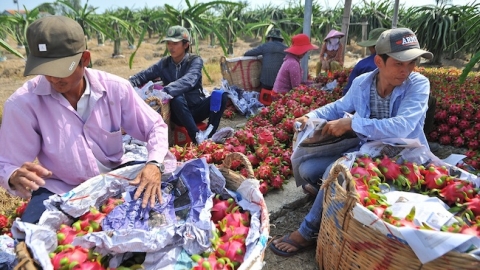 Cước vận tải tăng mạnh, cần kích cầu nội địa để giải cứu nông sản