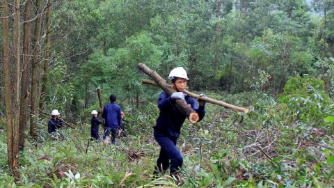 Thêm 15 triệu USD cho lâm nghiệp bền vững