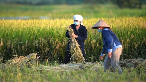 Hướng đi cho nông nghiệp tuần hoàn