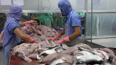 Mỹ 'soán ngôi' Trung Quốc về nhập khẩu cá tra Việt Nam