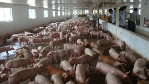 Giá thịt lợn tăng lên 200.000 đồng/kg do có biểu hiện găm hàng, thổi giá
