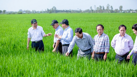 Võ Minh Khải - Lão nông tạo ra 'cách mạng xanh' cho cây lúa