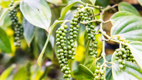 Ngôi vương 20 năm của hạt tiêu