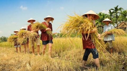 Khách Tây thích cưỡi trâu, cấy lúa và sức hút của du lịch nông nghiệp