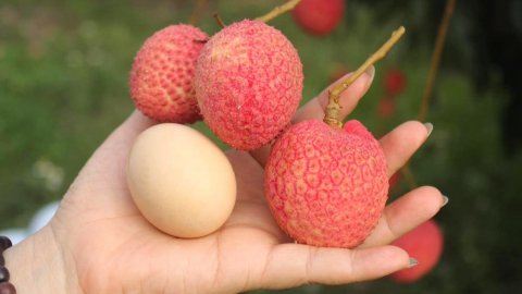 Trái vải độc lạ và cơ hội nâng tầm nông sản Việt