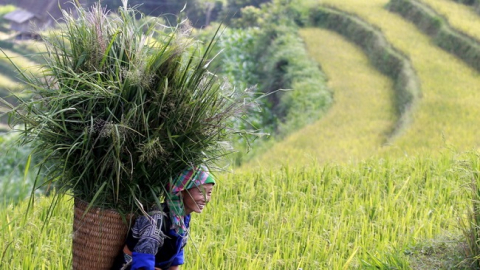 Những nghịch lý trong sản xuất nông nghiệp