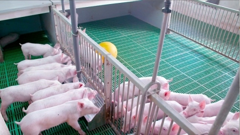 EVFTA với ngành chăn nuôi: Cơ hội mới chỉ là tiềm năng
