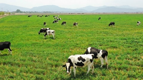 Chăn nuôi tuần hoàn tạo giá trị