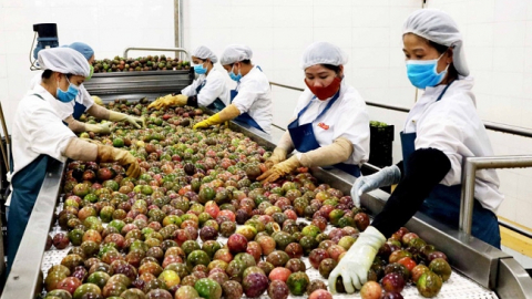 8 trung tâm đầu mối thúc đẩy chuyển đổi nông nghiệp miền Tây
