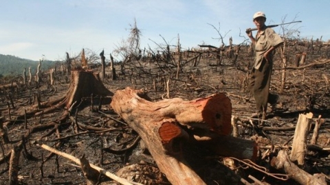 WWF kêu gọi các ngân hàng Đông Nam Á tăng cường chính sách môi trường