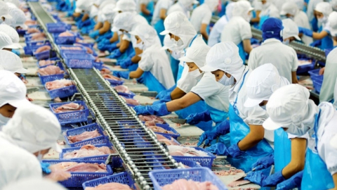 Công ty Vĩnh Hoàn báo lãi kỷ lục nhờ xuất khẩu cá tra