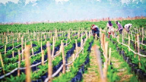 HAGL Agrico lỗ 122 tỷ đồng trong nửa đầu năm