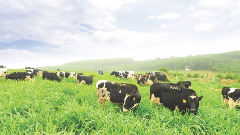 TH true MILK: Chuyển đổi xanh từ những ly sữa tươi sạch chất lượng quốc tế