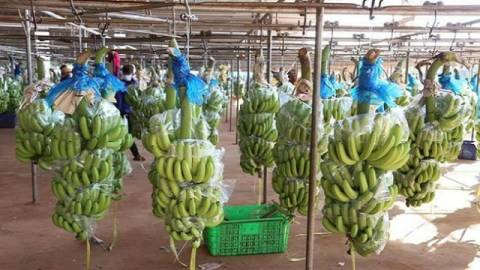 Hoàng Anh Gia Lai dồn tiền cho công ty trồng chuối