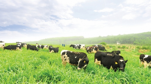 Sữa tươi sạch TH true MILK: Hành trình vì tầm vóc Việt của một ‘chuyên gia dinh dưỡng’