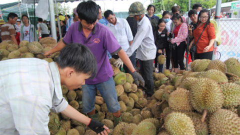 Thương lái Trung Quốc tung chiêu, sầu riêng lên cơn sốt giá