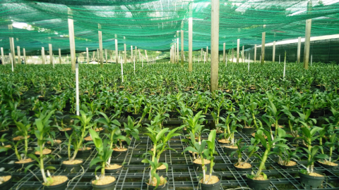 Chỉ có 1% doanh nghiệp đầu tư vào nông nghiệp