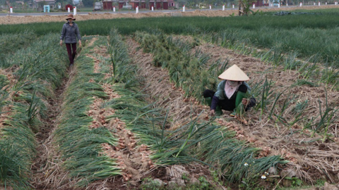 Tắc tiêu thụ nông sản vùng dịch