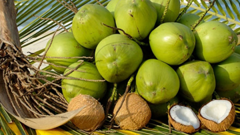 Đánh thức trái dừa Bến Tre