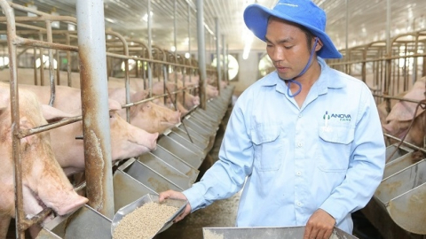Nova Consumer đang sở hữu những gì?