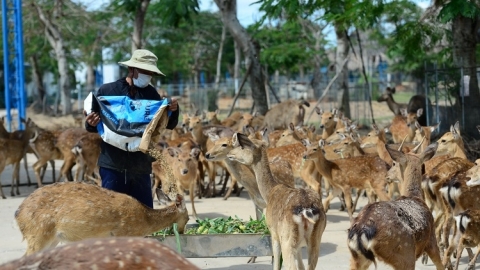 Du Xuân thú vị ở Long An