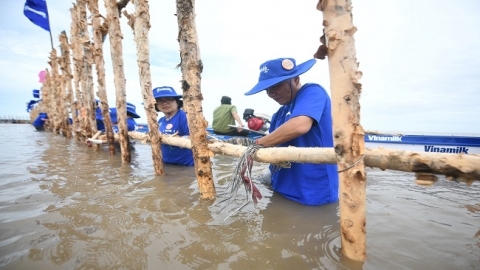 Đẩy mạnh dự án 'Cánh rừng Net Zero', Vinamilk khoanh nuôi tái sinh 25ha rừng ngập mặn Cà Mau