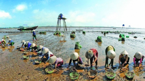 Thành lập Khu kinh tế ven biển Thái Bình quy mô hơn 30 nghìn ha