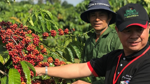 Nestlé hỗ trợ nông dân trồng cà phê lãi 40 triệu/ha/năm