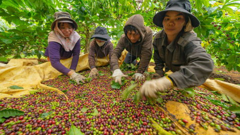 Xử lý 'con dao hai lưỡi' C/O để đối mặt thuế đối ứng Mỹ
