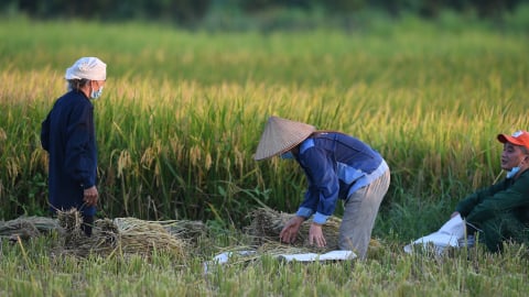 Việt Nam xuất 500 tấn gạo phát thải thấp đầu tiên với giá kỷ lục