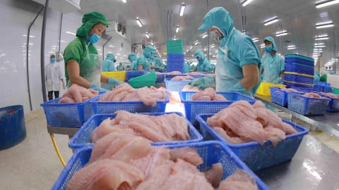 Thêm nhiều doanh nghiệp xuất khẩu cá tra sang Mỹ thoát thuế chống bán phá giá