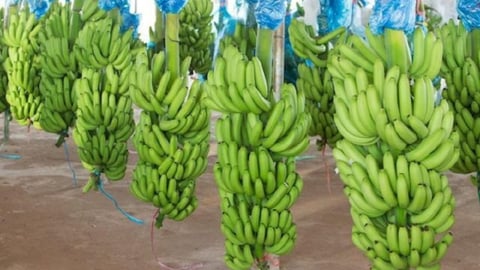 Giấc mơ tỷ đô của 4 loại trái cây Việt