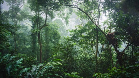 Thị trường carbon: Việt Nam đang ở đâu?