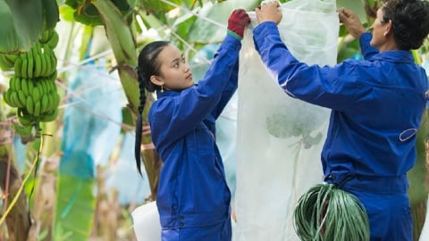 Chuối giữ giá tốt, HAGL báo lãi quý II tăng 88% so với cùng kỳ