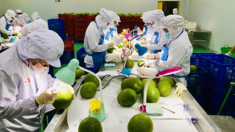 Mục tiêu xuất khẩu rau quả có thể gặp khó vì thuế quan của Mỹ