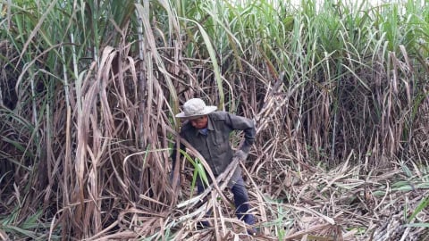 Sức ép dư cung và hàng lậu ‘bóp nghẹt’ ngành mía đường