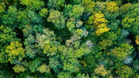 Việt Nam chuyển nhượng 1 triệu tấn carbon giảm thải cho Ngân hàng Thế giới