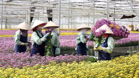 Hasfarm Holdings dự chi 4.500 tỷ thâu tóm doanh nghiệp Úc