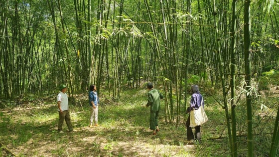 Tín chỉ carbon rừng: Phía sau nguồn lợi hàng trăm tỷ đồng