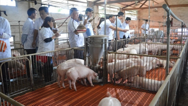 Vietnam cracks down on devastating African swine fever